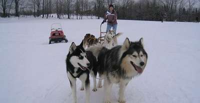 Dog Sledding In Swedish Lapland