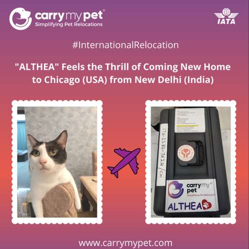 Carry My Pet- Relocate Pet Internationally And Domestically