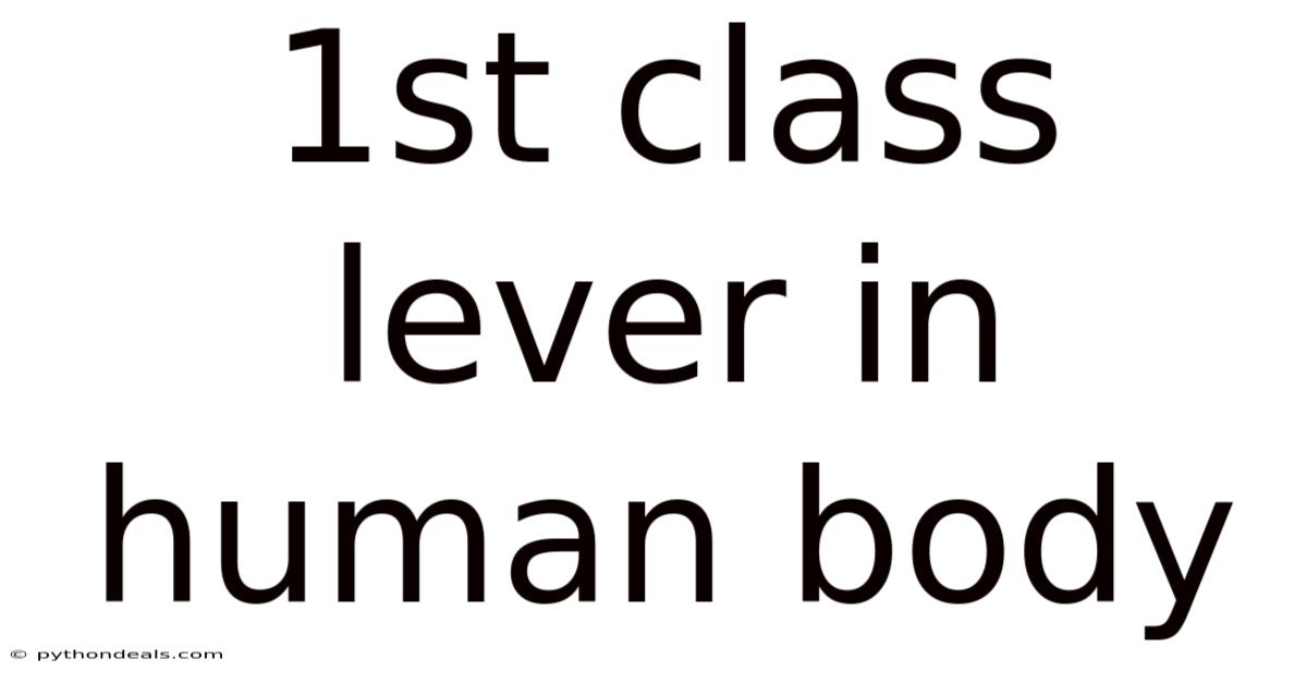 1st Class Lever In Human Body