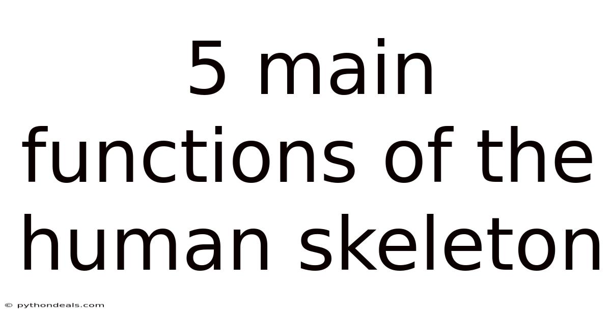 5 Main Functions Of The Human Skeleton