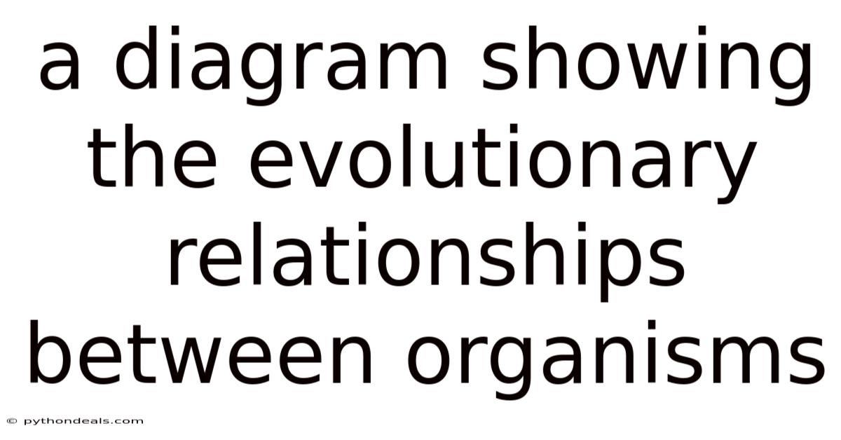 A Diagram Showing The Evolutionary Relationships Between Organisms