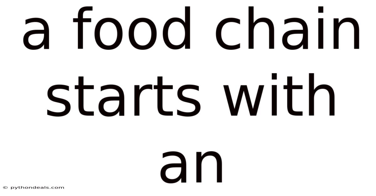 A Food Chain Starts With An
