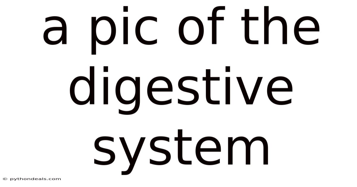 A Pic Of The Digestive System