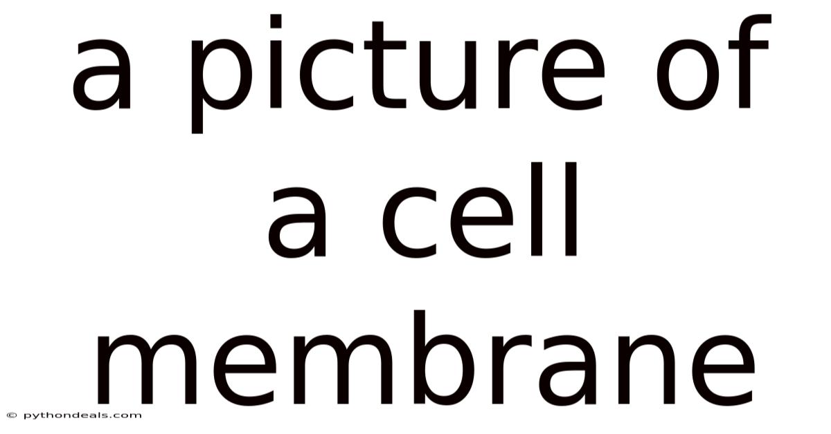 A Picture Of A Cell Membrane