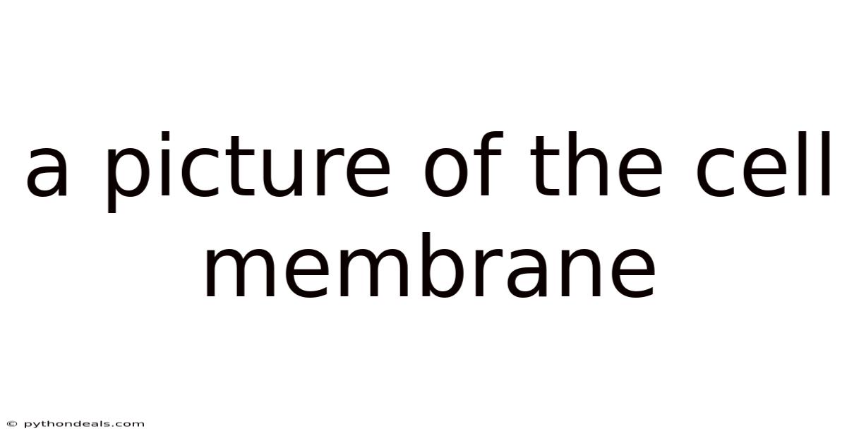 A Picture Of The Cell Membrane