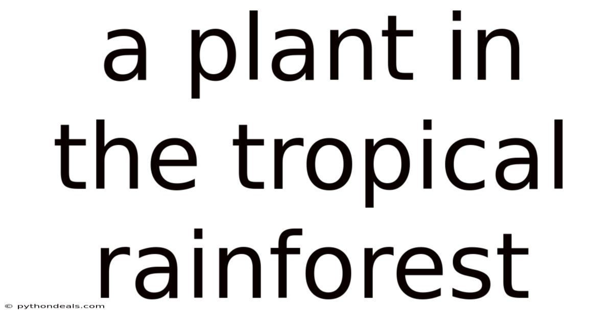 A Plant In The Tropical Rainforest