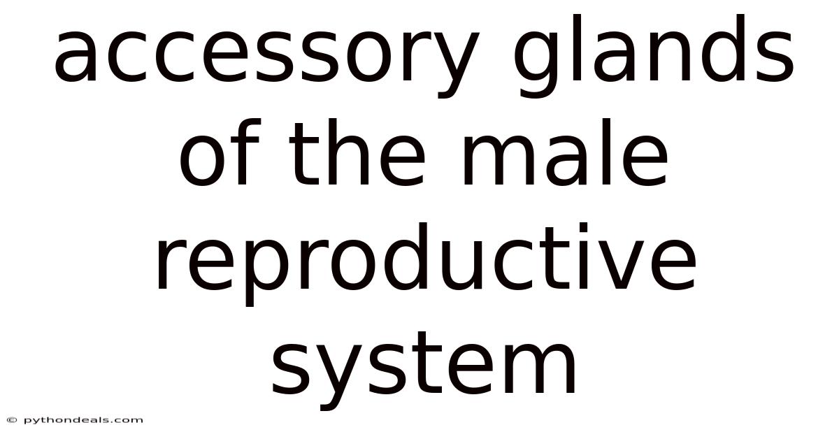 Accessory Glands Of The Male Reproductive System