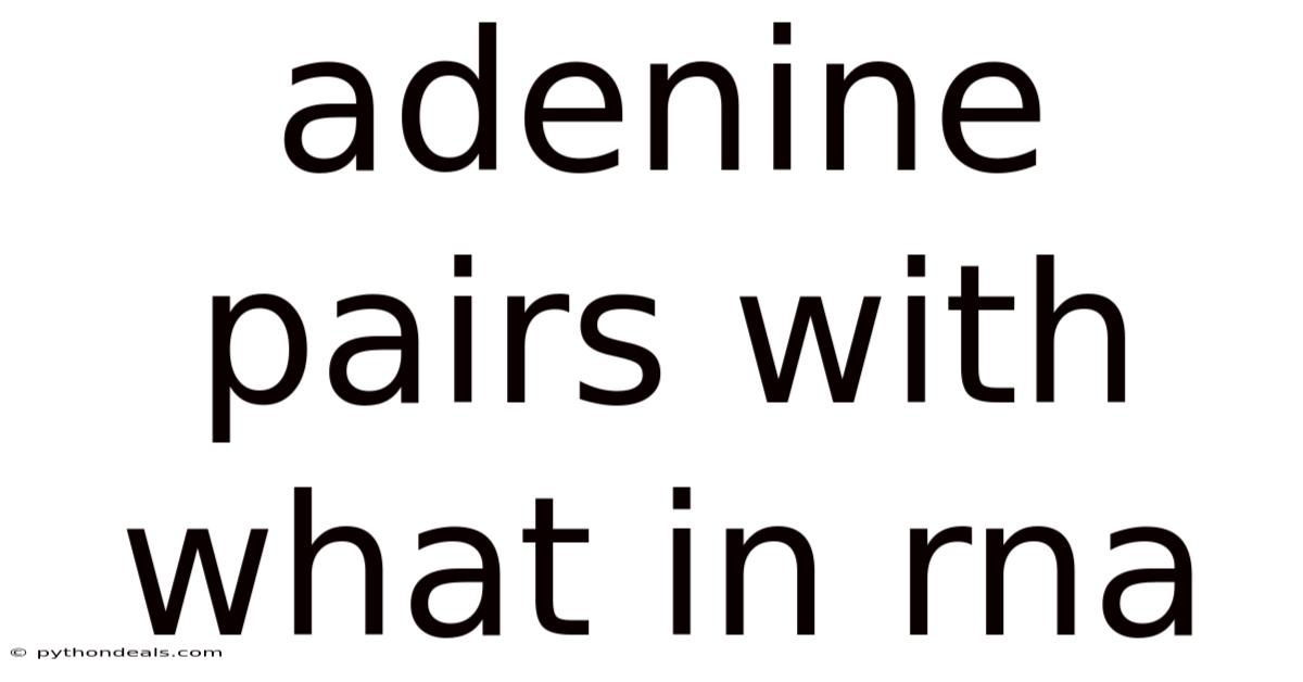 Adenine Pairs With What In Rna
