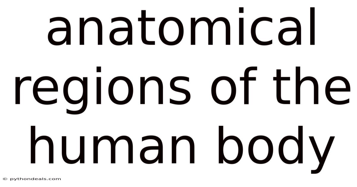 Anatomical Regions Of The Human Body