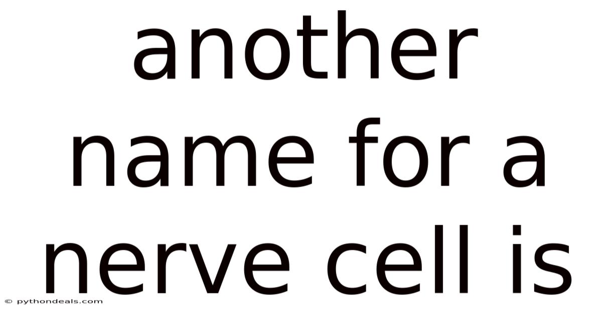 Another Name For A Nerve Cell Is