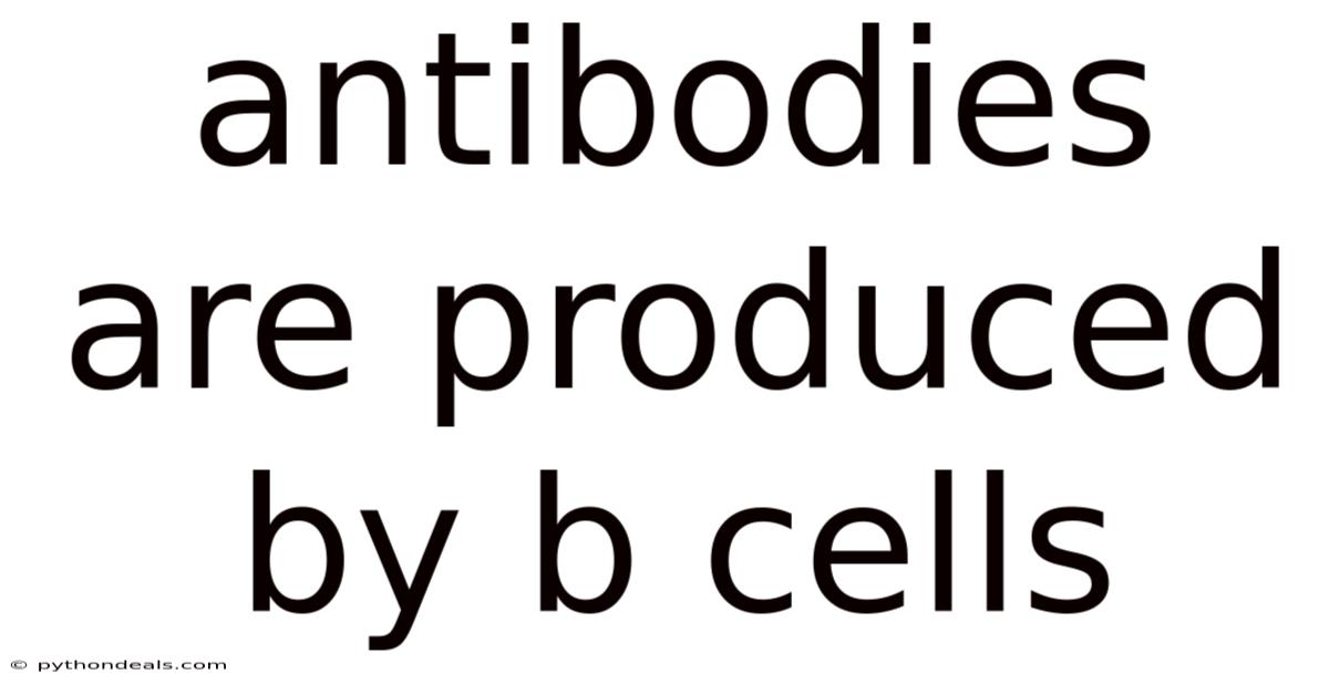 Antibodies Are Produced By B Cells