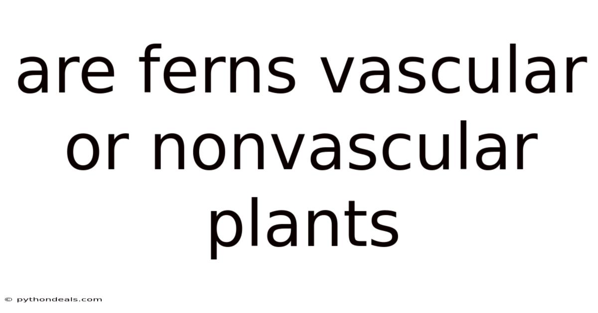 Are Ferns Vascular Or Nonvascular Plants