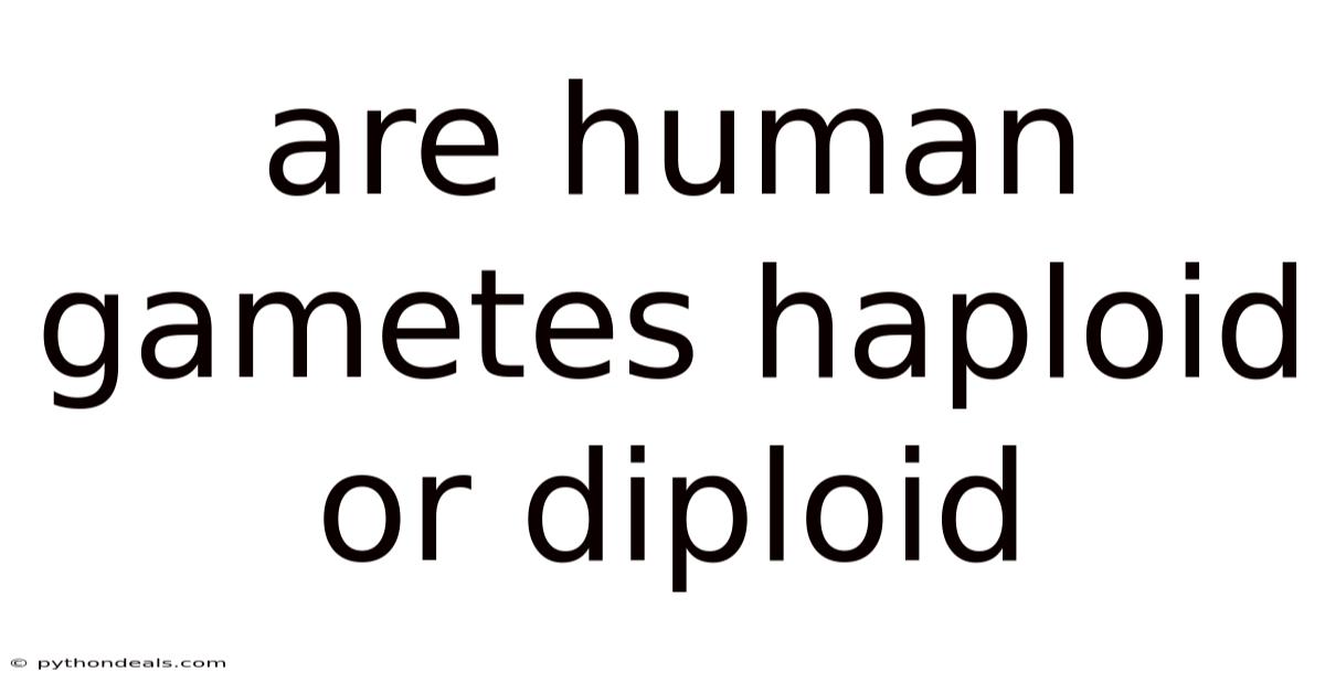 Are Human Gametes Haploid Or Diploid