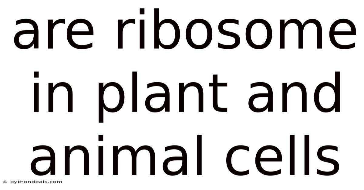 Are Ribosome In Plant And Animal Cells