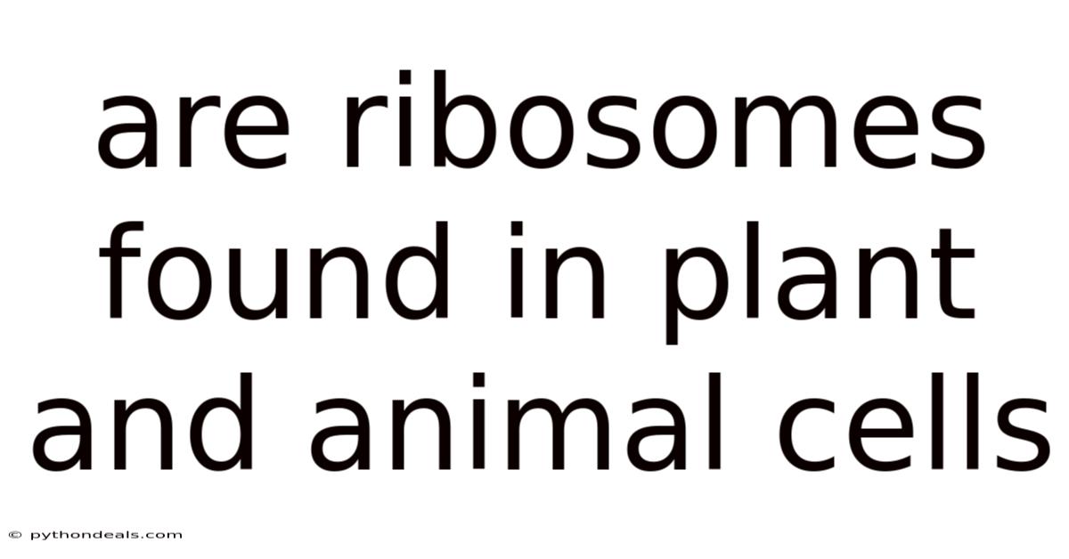 Are Ribosomes Found In Plant And Animal Cells
