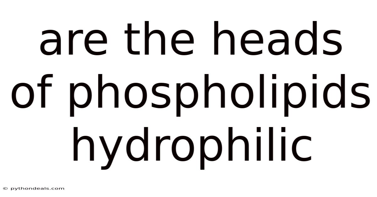 Are The Heads Of Phospholipids Hydrophilic