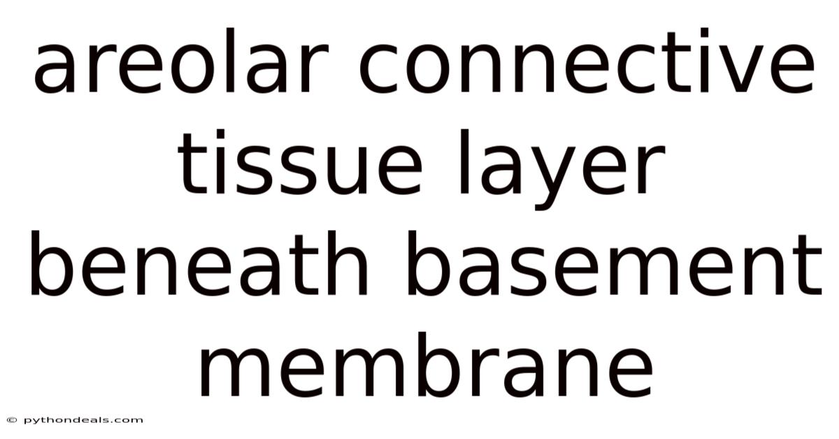 Areolar Connective Tissue Layer Beneath Basement Membrane