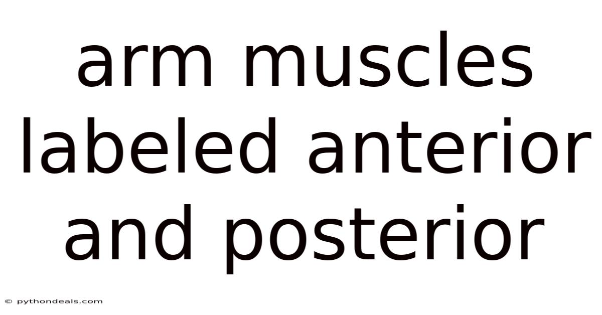 Arm Muscles Labeled Anterior And Posterior