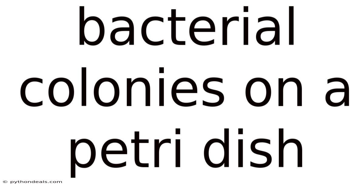 Bacterial Colonies On A Petri Dish
