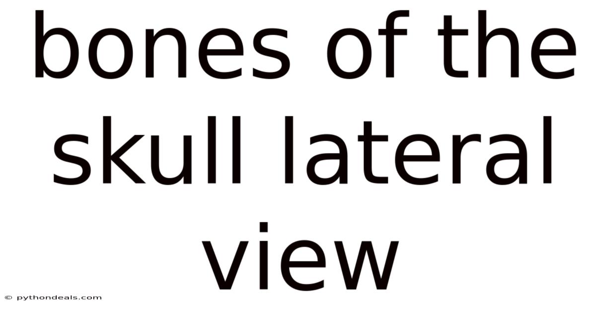 Bones Of The Skull Lateral View