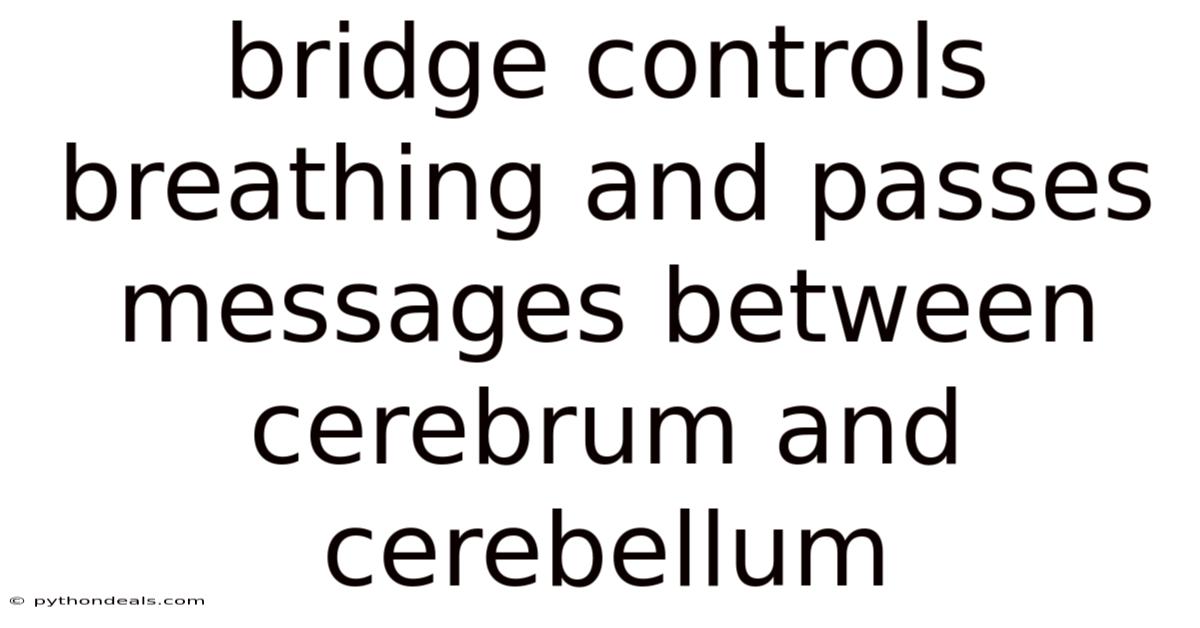 Bridge Controls Breathing And Passes Messages Between Cerebrum And Cerebellum