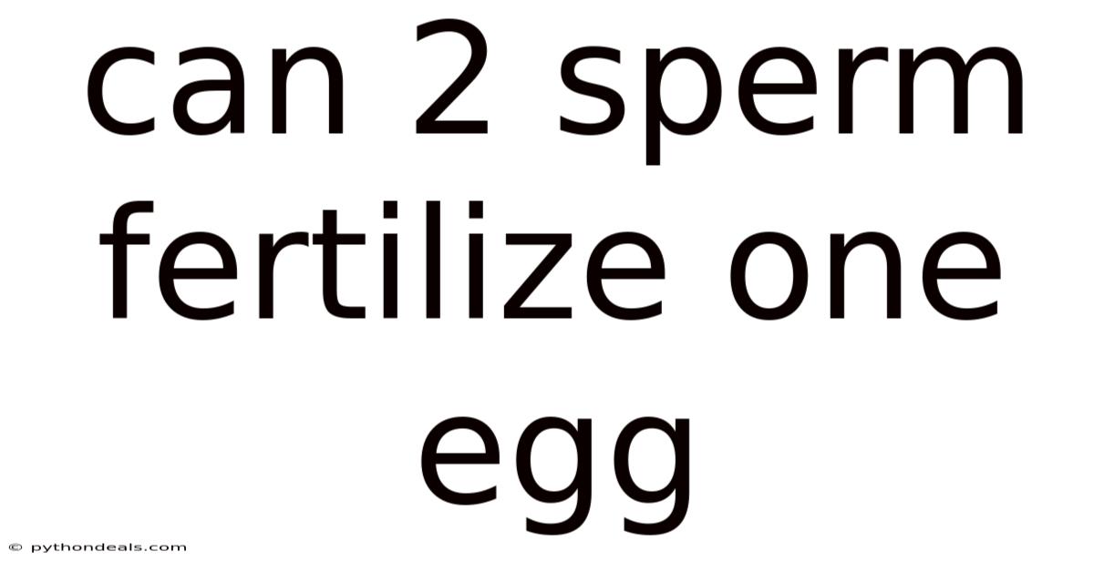 Can 2 Sperm Fertilize One Egg