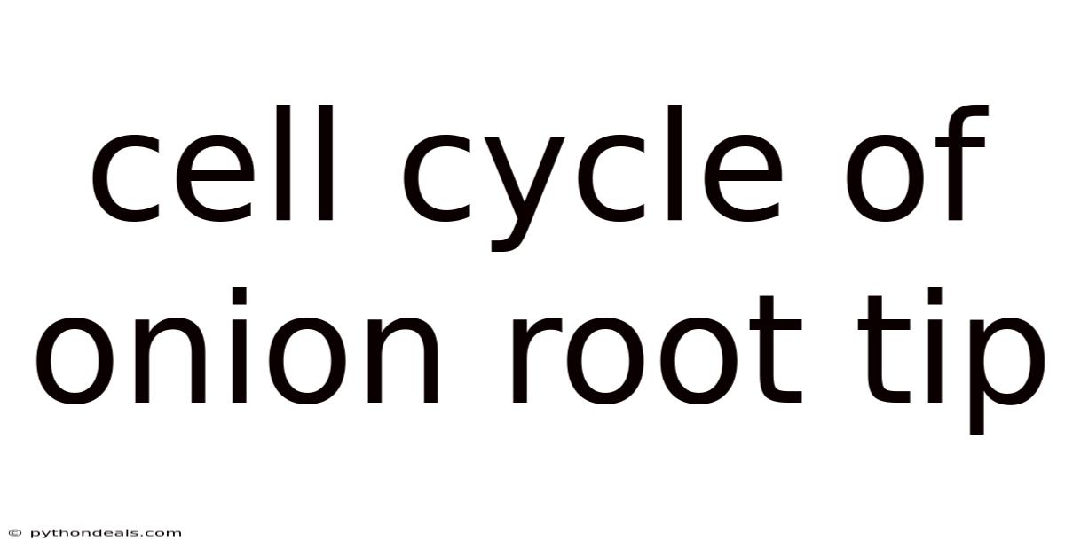 Cell Cycle Of Onion Root Tip