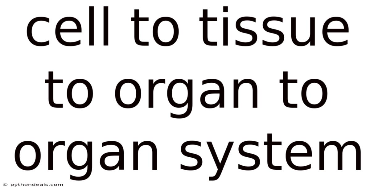 Cell To Tissue To Organ To Organ System