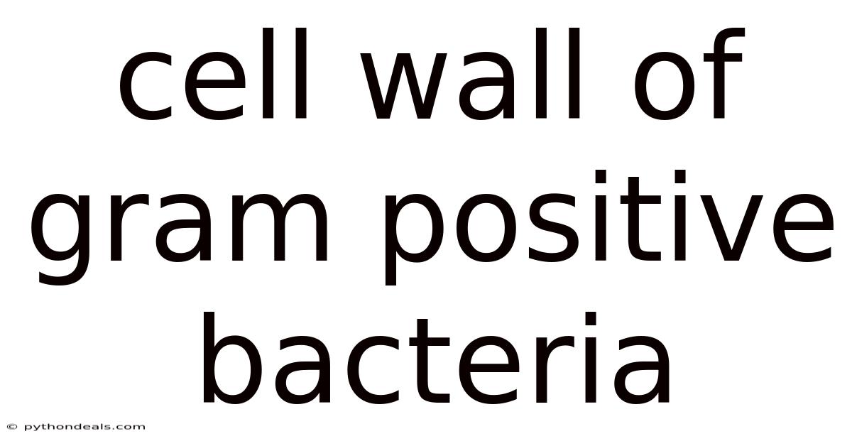 Cell Wall Of Gram Positive Bacteria