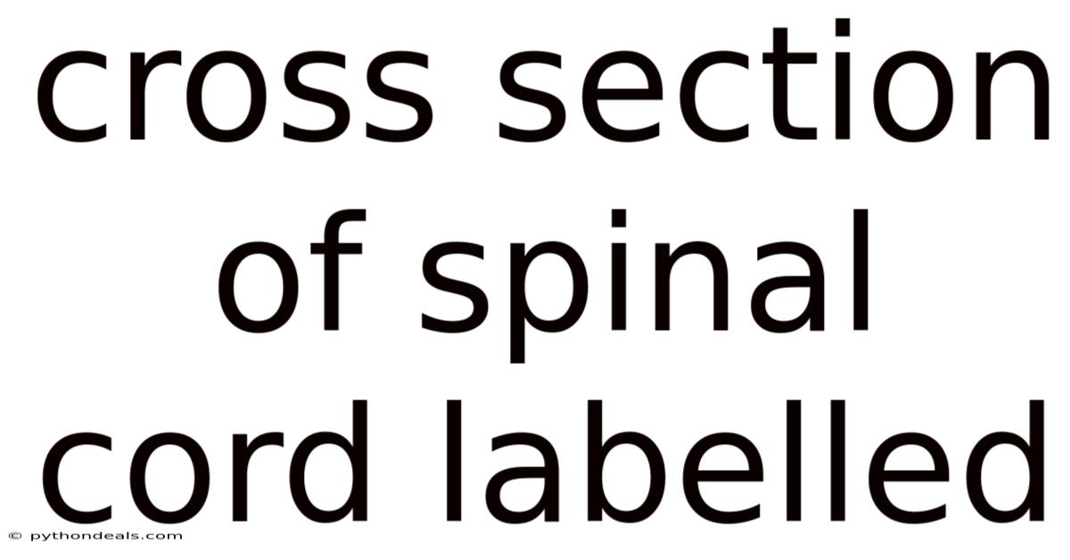 Cross Section Of Spinal Cord Labelled