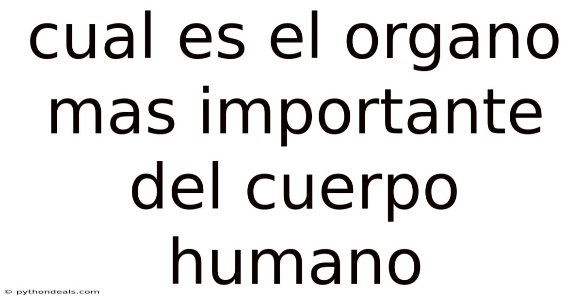 Cual Es El Organo Mas Importante Del Cuerpo Humano