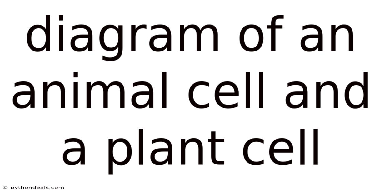 Diagram Of An Animal Cell And A Plant Cell