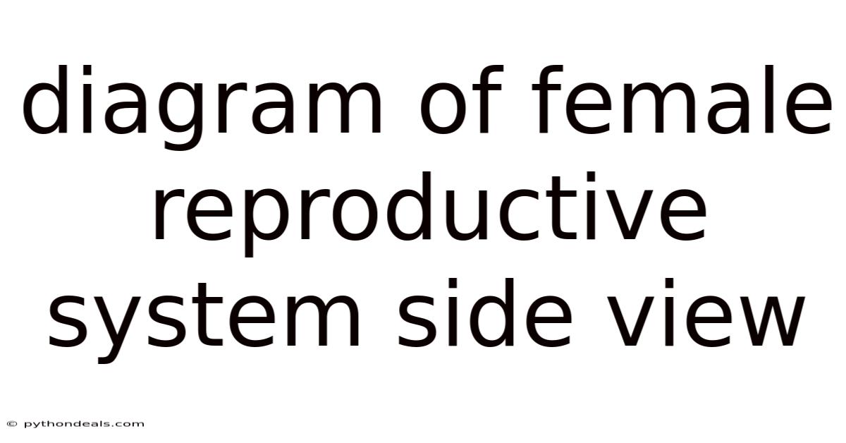 Diagram Of Female Reproductive System Side View
