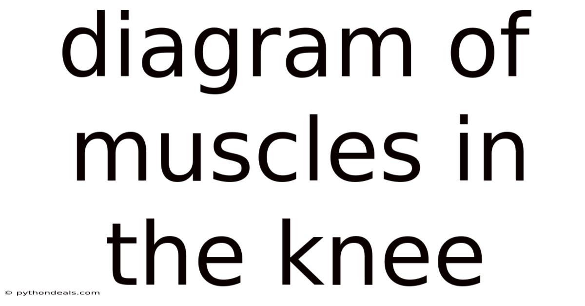 Diagram Of Muscles In The Knee