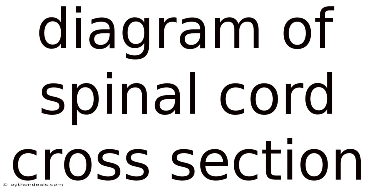 Diagram Of Spinal Cord Cross Section