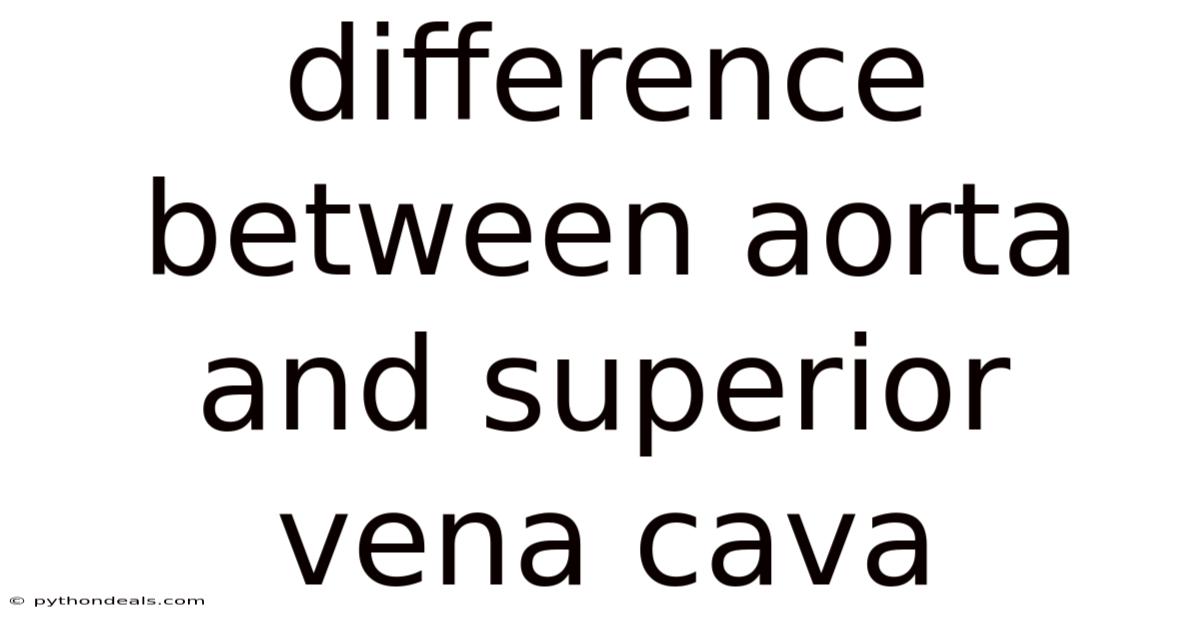 Difference Between Aorta And Superior Vena Cava