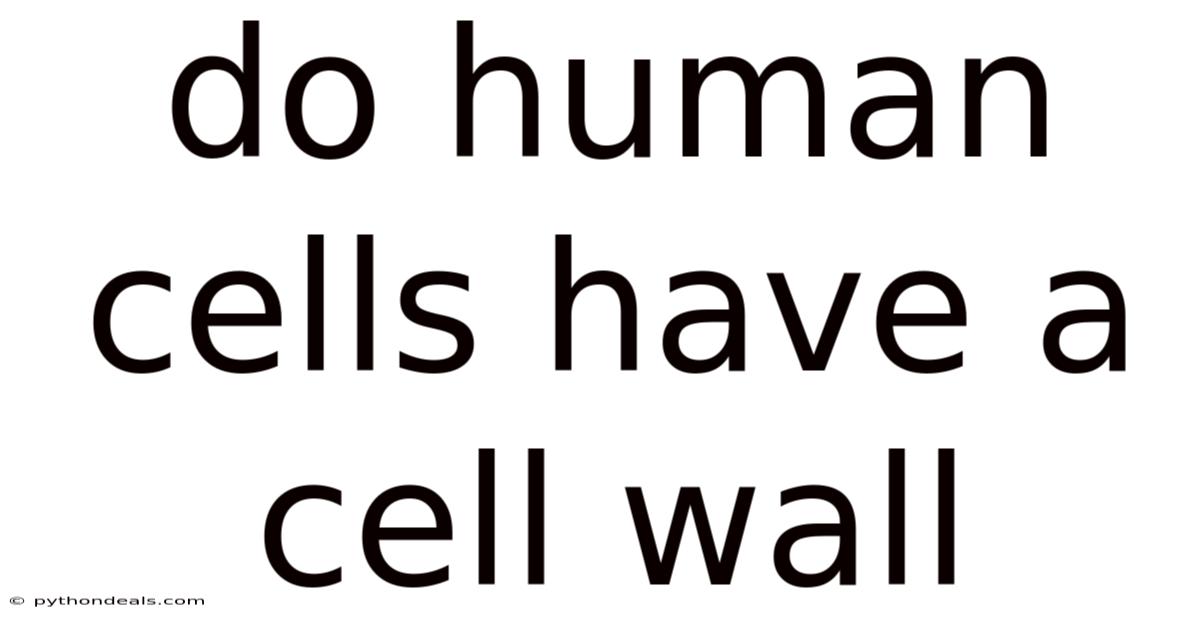 Do Human Cells Have A Cell Wall