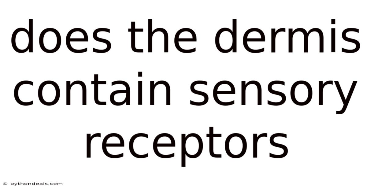 Does The Dermis Contain Sensory Receptors