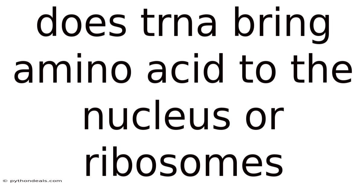 Does Trna Bring Amino Acid To The Nucleus Or Ribosomes