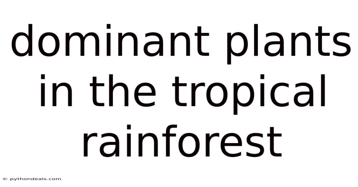 Dominant Plants In The Tropical Rainforest