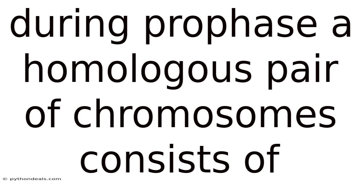 During Prophase A Homologous Pair Of Chromosomes Consists Of
