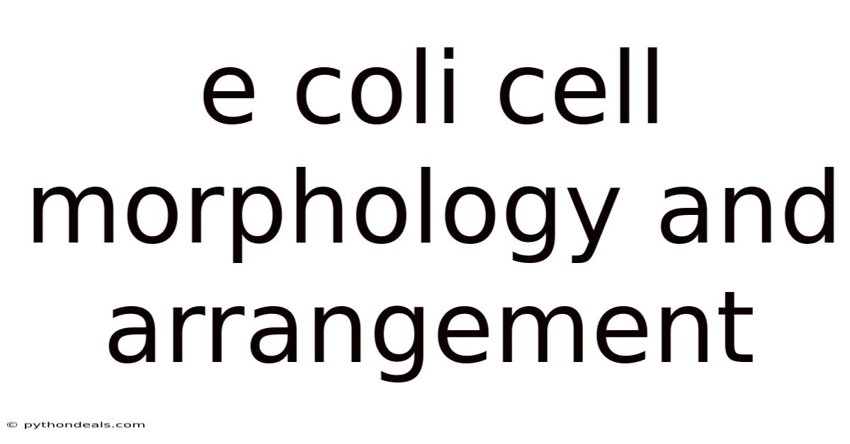 E Coli Cell Morphology And Arrangement