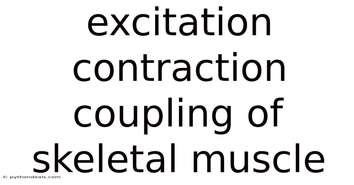 Excitation Contraction Coupling Of Skeletal Muscle