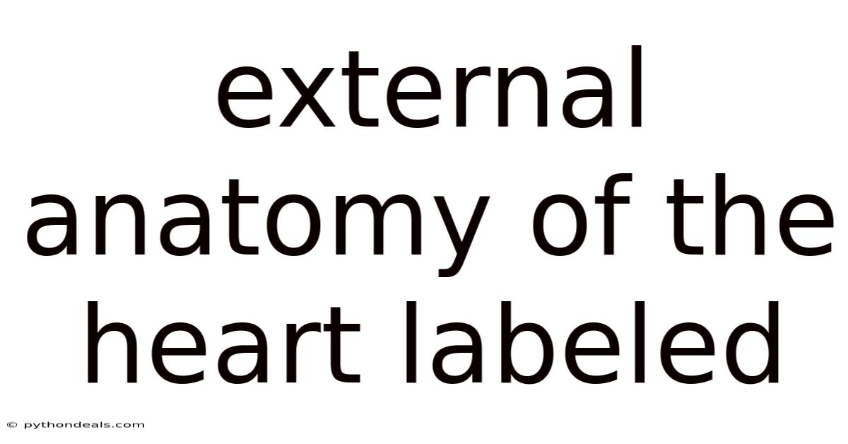 External Anatomy Of The Heart Labeled