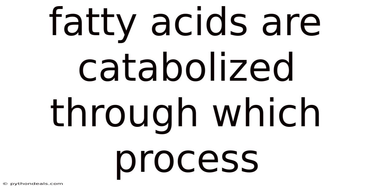 Fatty Acids Are Catabolized Through Which Process