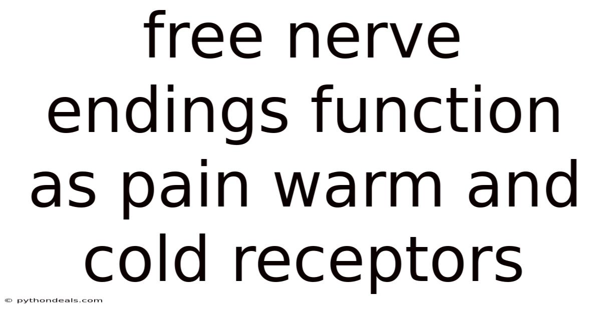 Free Nerve Endings Function As Pain Warm And Cold Receptors