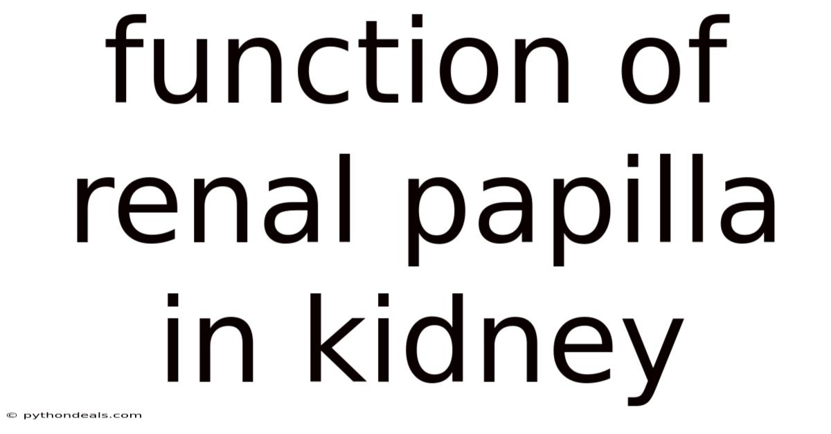 Function Of Renal Papilla In Kidney