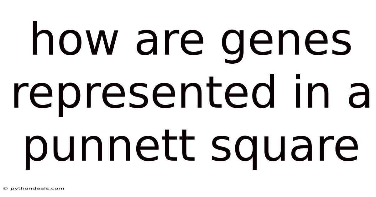 How Are Genes Represented In A Punnett Square
