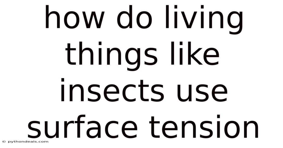 How Do Living Things Like Insects Use Surface Tension