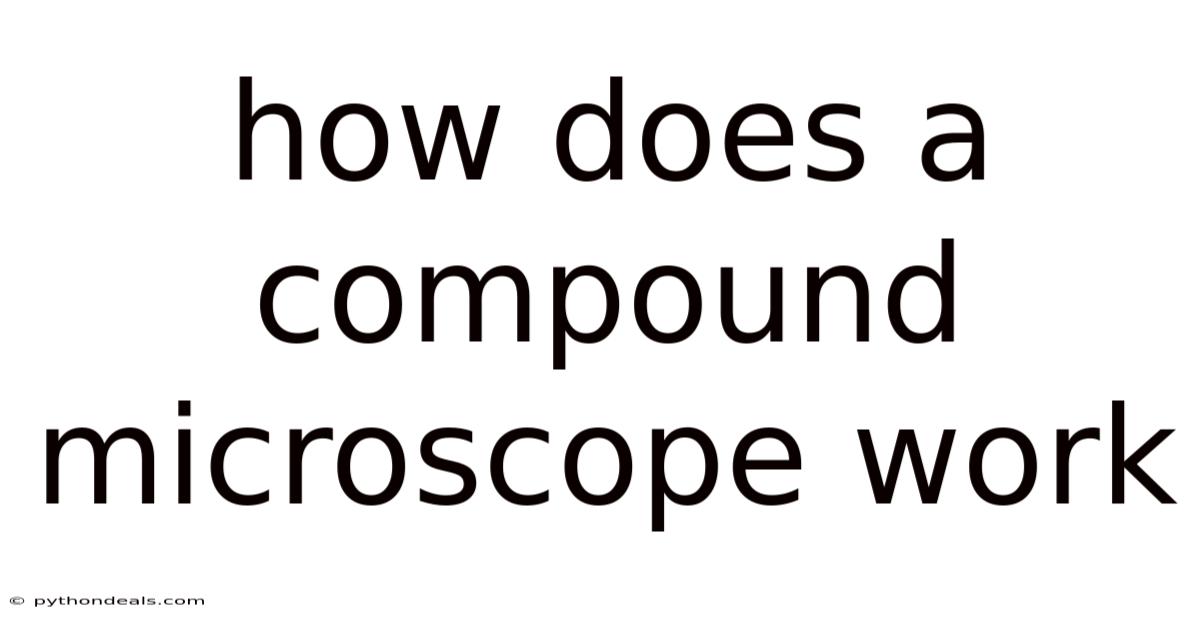How Does A Compound Microscope Work